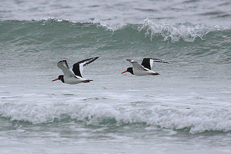IMG_7885 Oystercatcher.JPG